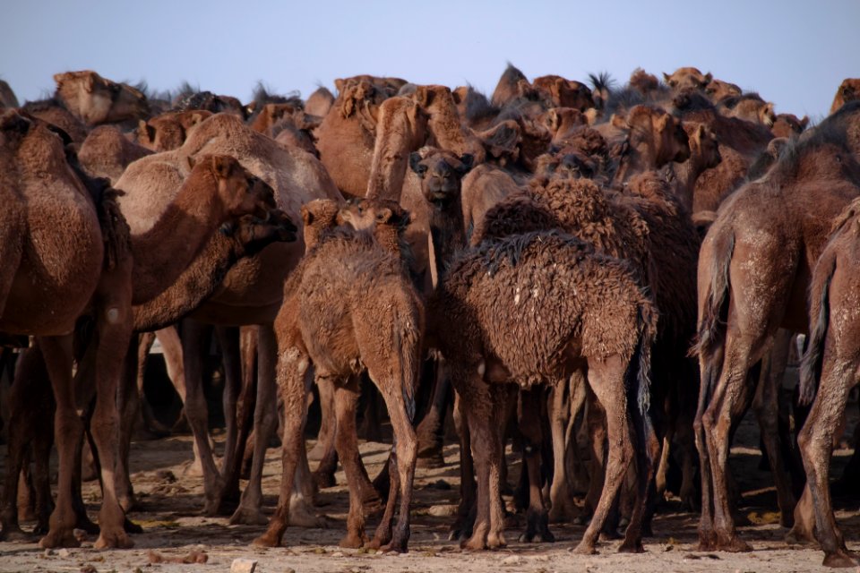 Animals of Iran - Kavir National Park - Qom Province - Deir-e Gachin Caravansarai 18