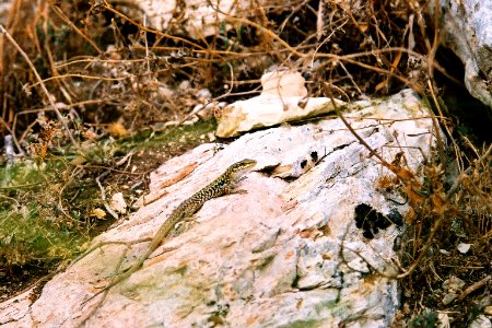Animals-Sicily-bjs-2
