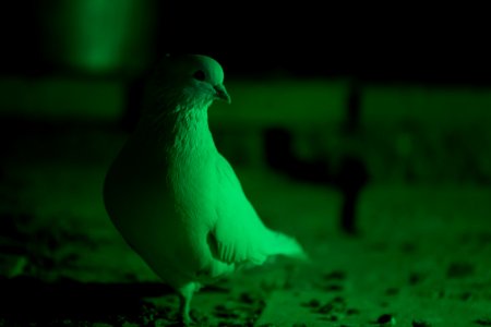 Animals of Iran - Kavir National Park - Qom Province - Deir-e Gachin Caravansarai 14
