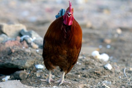 Animals of Iran - Kavir National Park - Qom Province - Deir-e Gachin Caravansarai 09