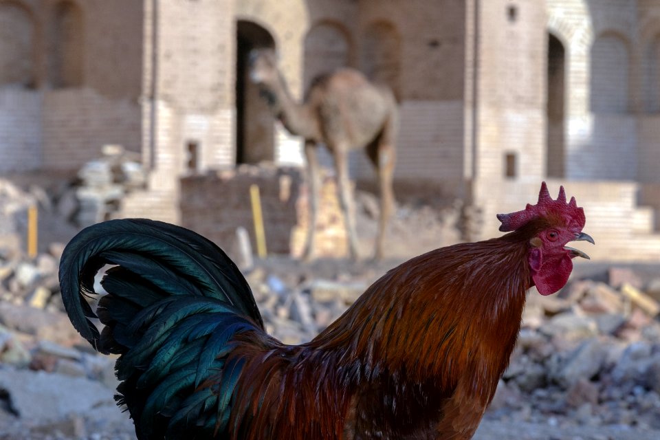 Animals of Iran - Kavir National Park - Qom Province - Deir-e Gachin Caravansarai 08
