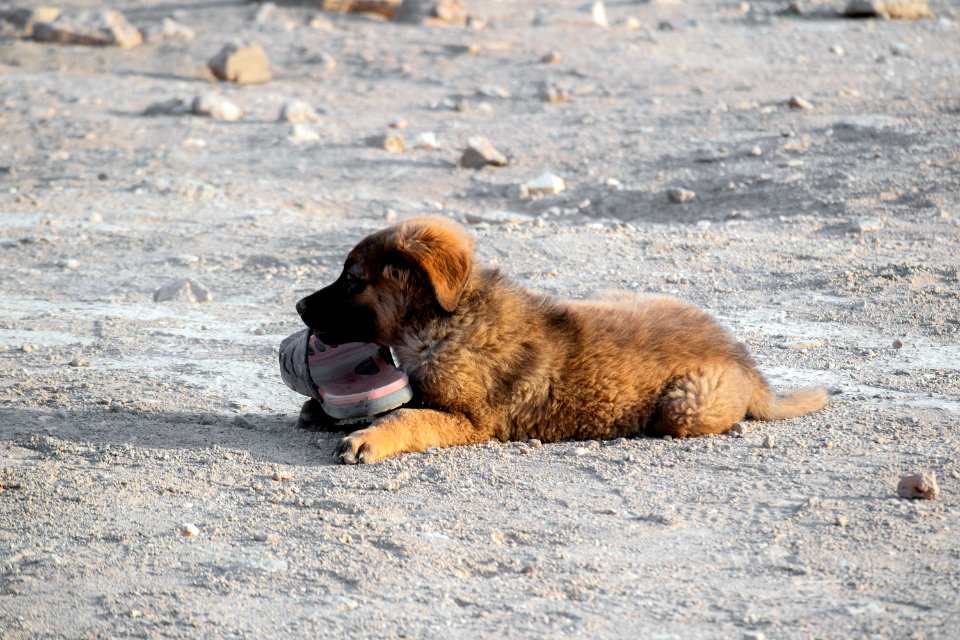Animals of Iran - Kavir National Park - Qom Province - Deir-e Gachin Caravansarai 06