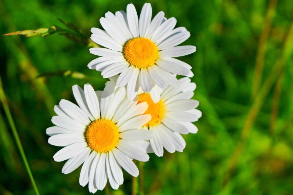 White yellow yellow flowers