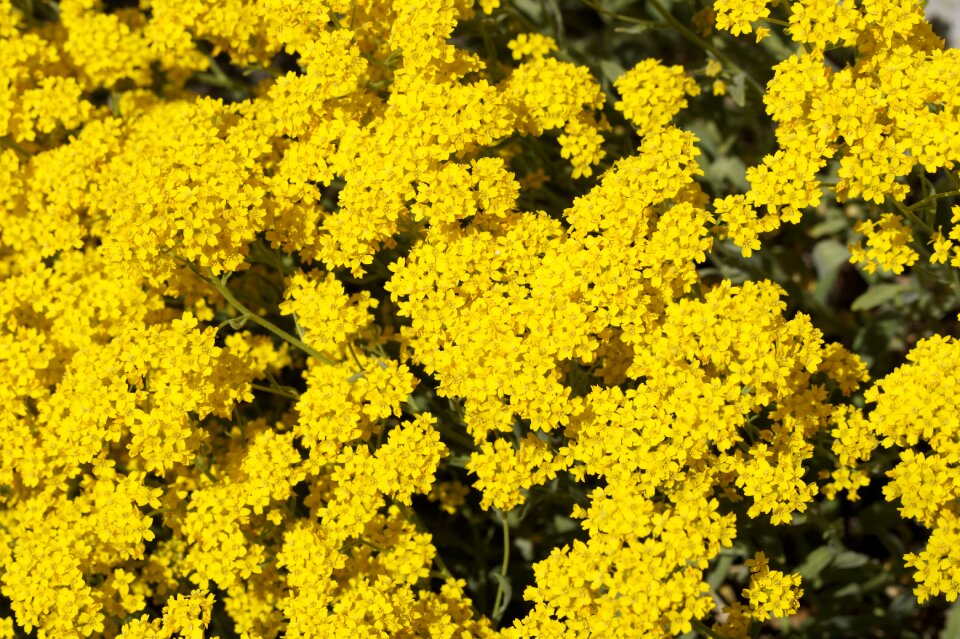 Spring ornamental flowers garden flowers