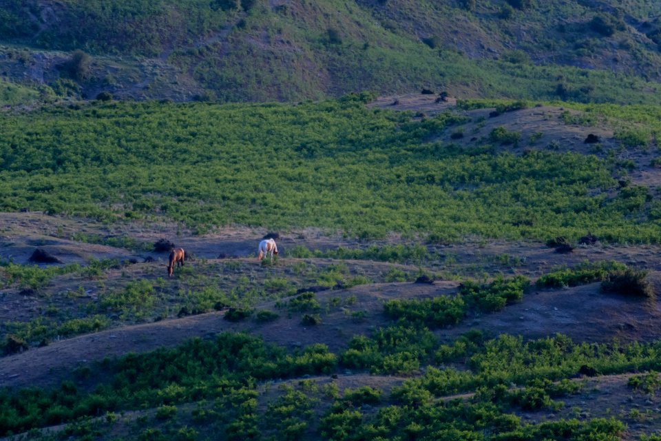 Animals of Iran 10