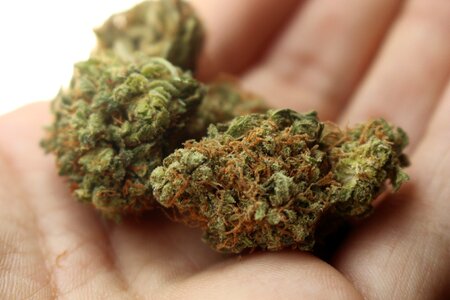 Stoner pot 420
