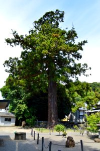 Ankokuji (Iki), sugi