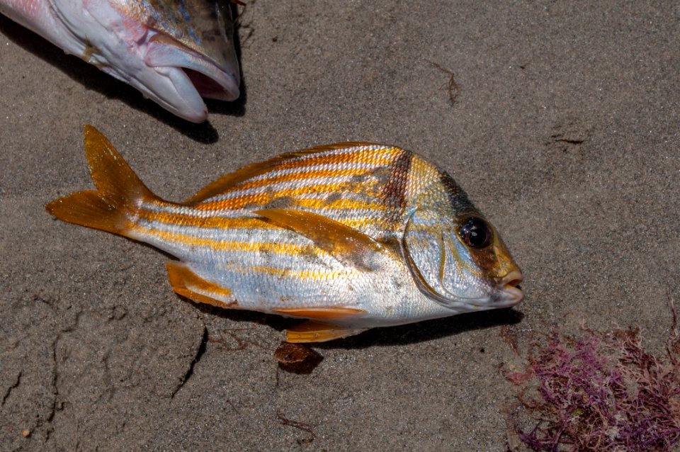 Anisotremus virginicus1
