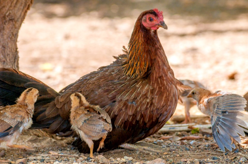 Animals in Margarita Island