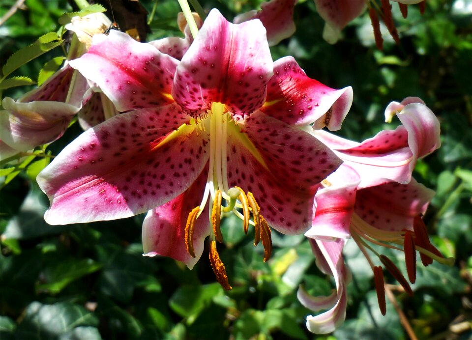 Flower blossom bloom