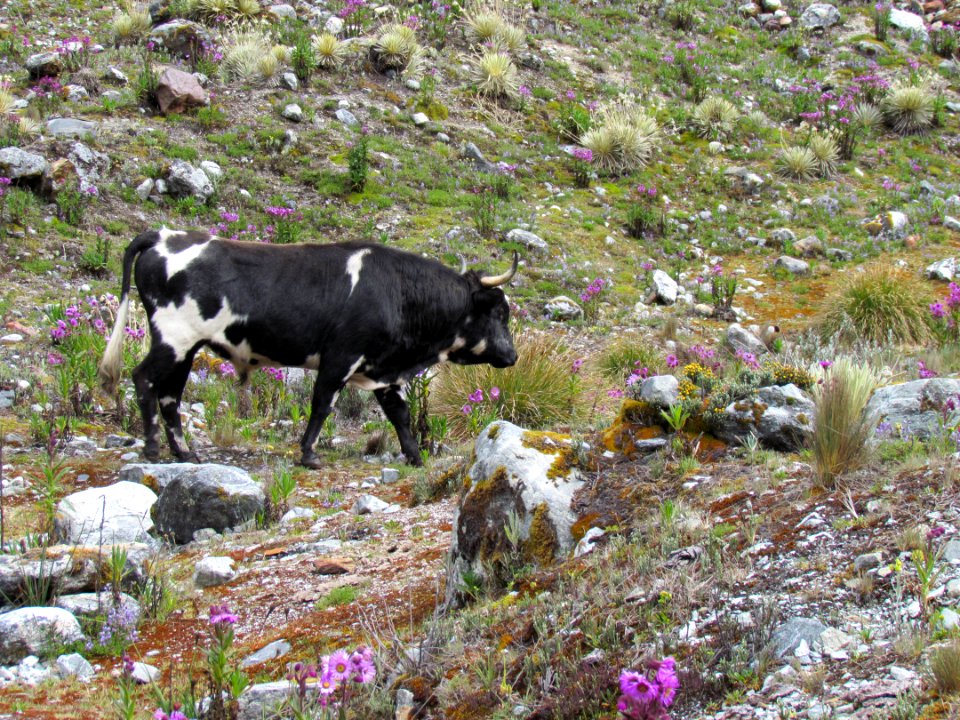 Animal in El Suero Lagoon, Sierra Nevada