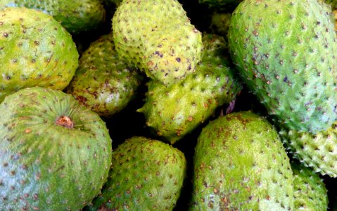 Annona muricata (guanábana) - DSC09277