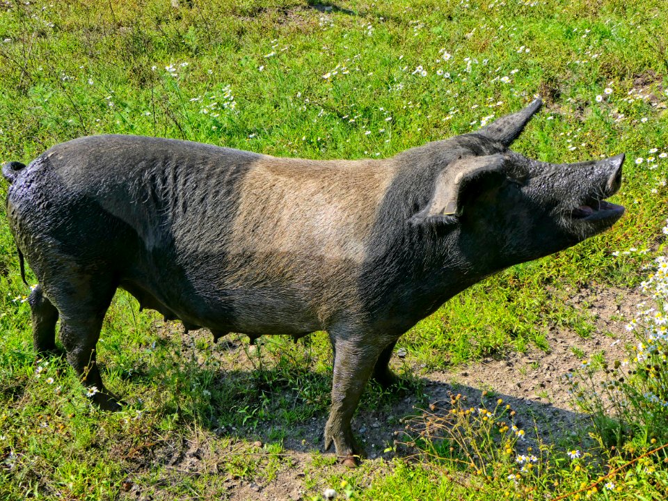 Angler Sattelschwein, Sau
