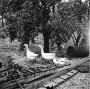 Annexatie Doorkijk naar erf boerderij met rondscharrelende ganzen en kippen, Bestanddeelnr 900-6304