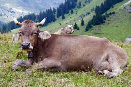 Milk cow cattle brown swiss photo