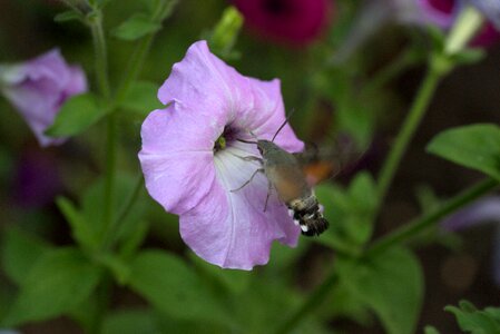 Pollen flight insecta