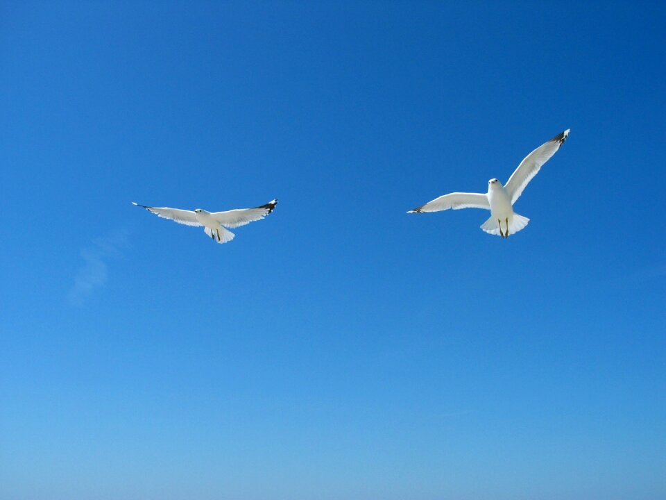 Freedom blue bird
