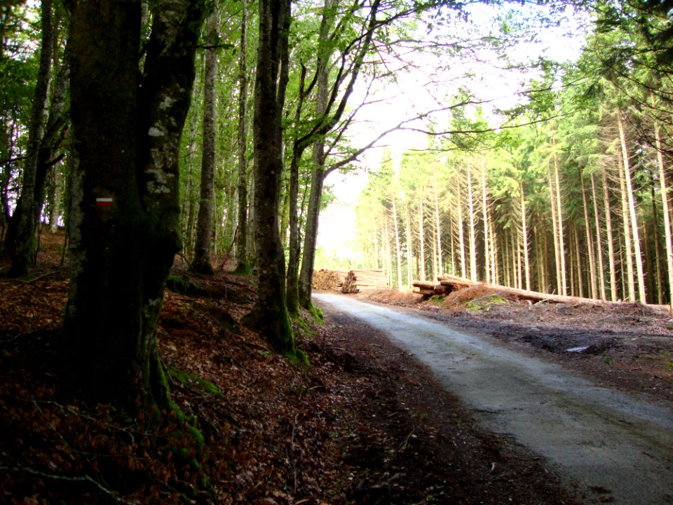 Anglès (Tarn, Fr) la forêt de Salavert