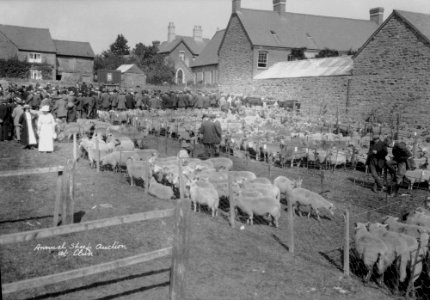 Annual sheep auction at Clun (1295081)