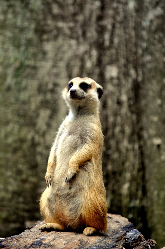 Madagascar wildlife zoo