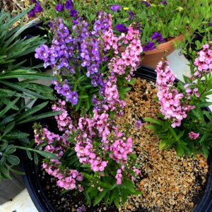 Angelonia-angustifolia-public-domain IMG 3425