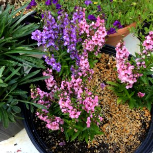 Angelonia-angustifolia-public-domain IMG 3428