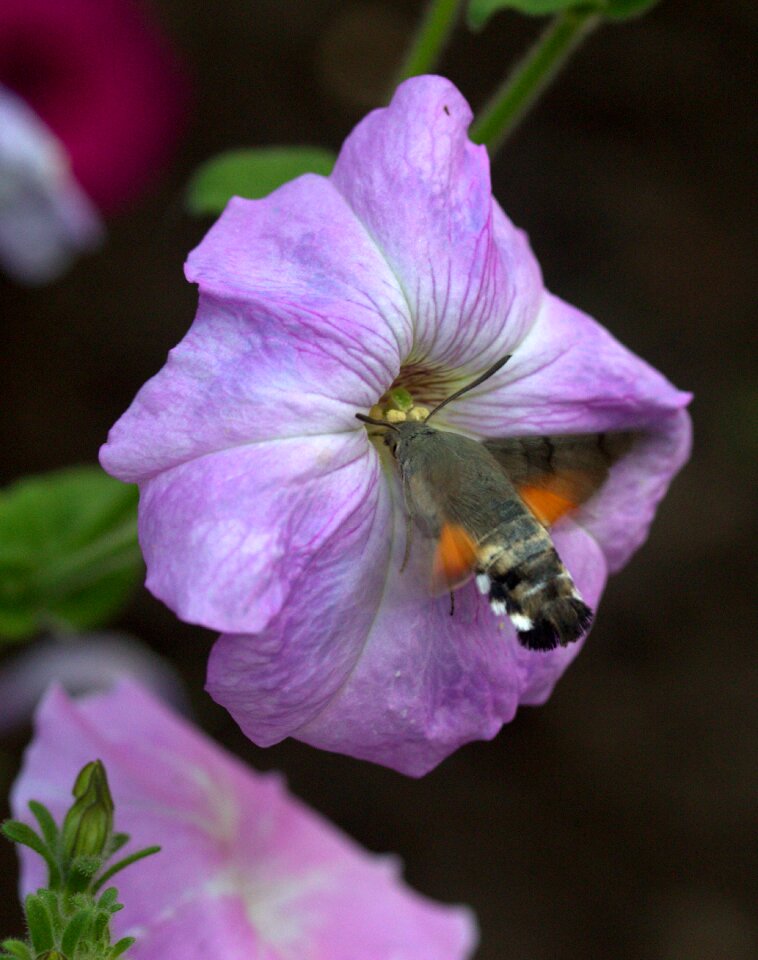 Pollen flight insecta