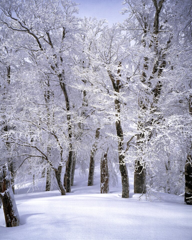 Beech forest snow scene pure white