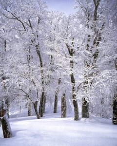 Beech forest snow scene pure white