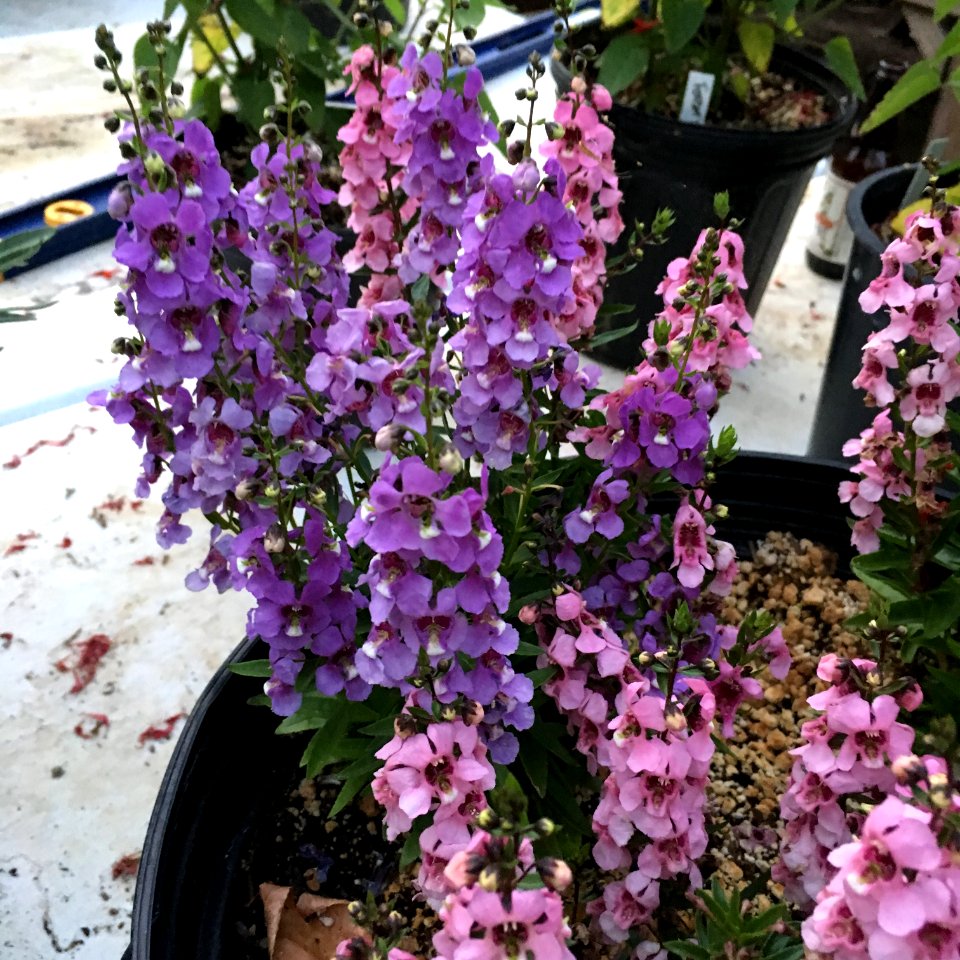 Angelonia angustifolia public domain IMG 5093