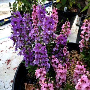 Angelonia angustifolia public domain IMG 5093