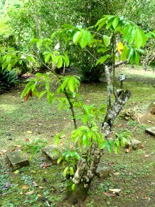 Annona muricata - Sankyo Garden - DSC01239