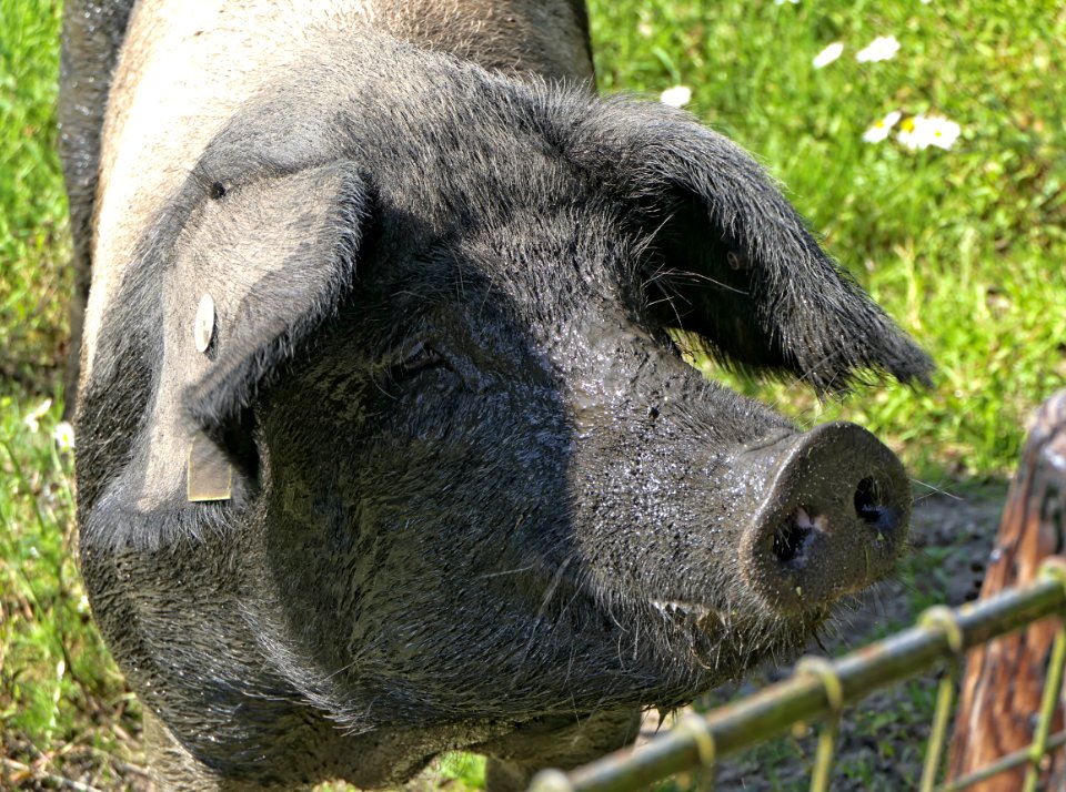 Angler Sattelschwein, Sau , Portrait