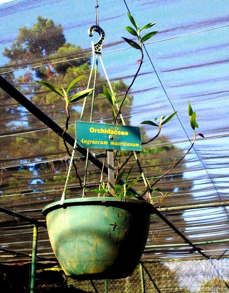 Angraecum mauritianum orchid - Monvert fernery Mauritius 3