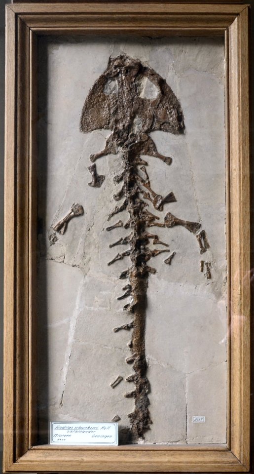 Andrias scheuchzeri Teylers Museum 7112012
