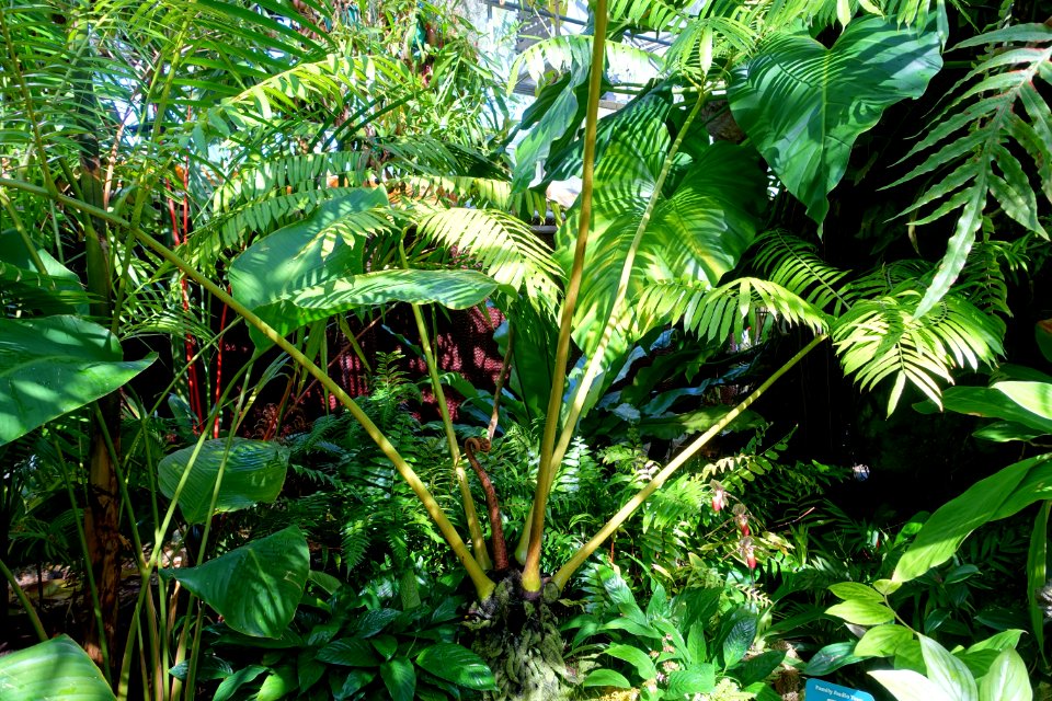 Angiopteris sp. - Marie Selby Botanical Gardens - Sarasota, Florida - DSC01043