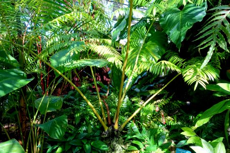 Angiopteris sp. - Marie Selby Botanical Gardens - Sarasota, Florida - DSC01043
