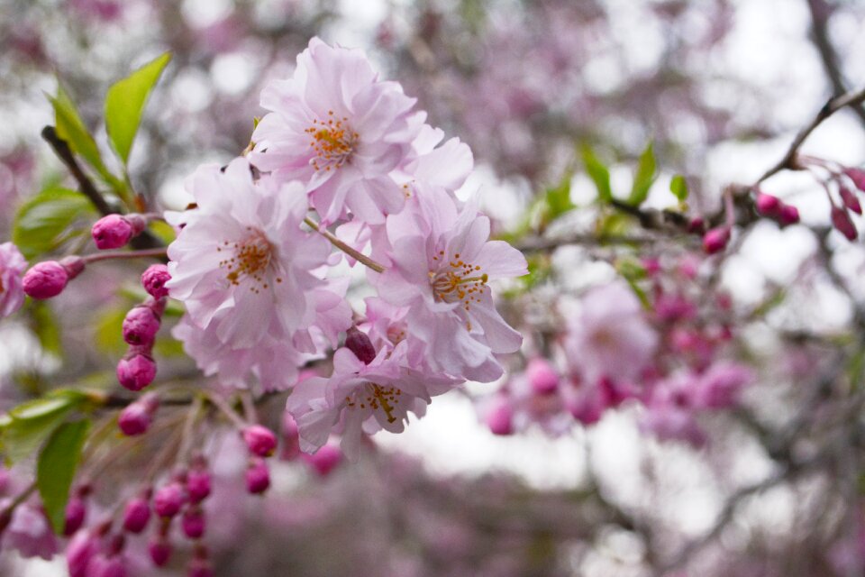 Spring japan flowers