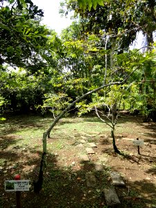 Annona squamosa - Sankyo Garden - DSC01237