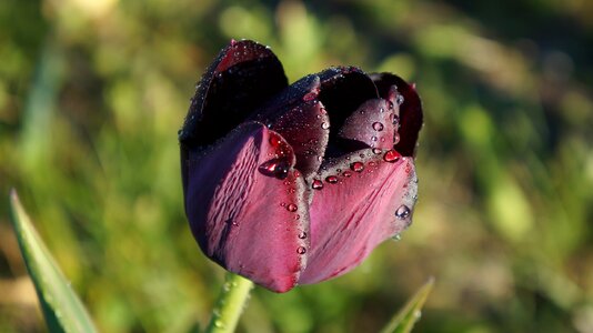 Blooming tulip dark