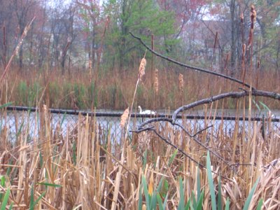 Andrews Field pond with swan 068