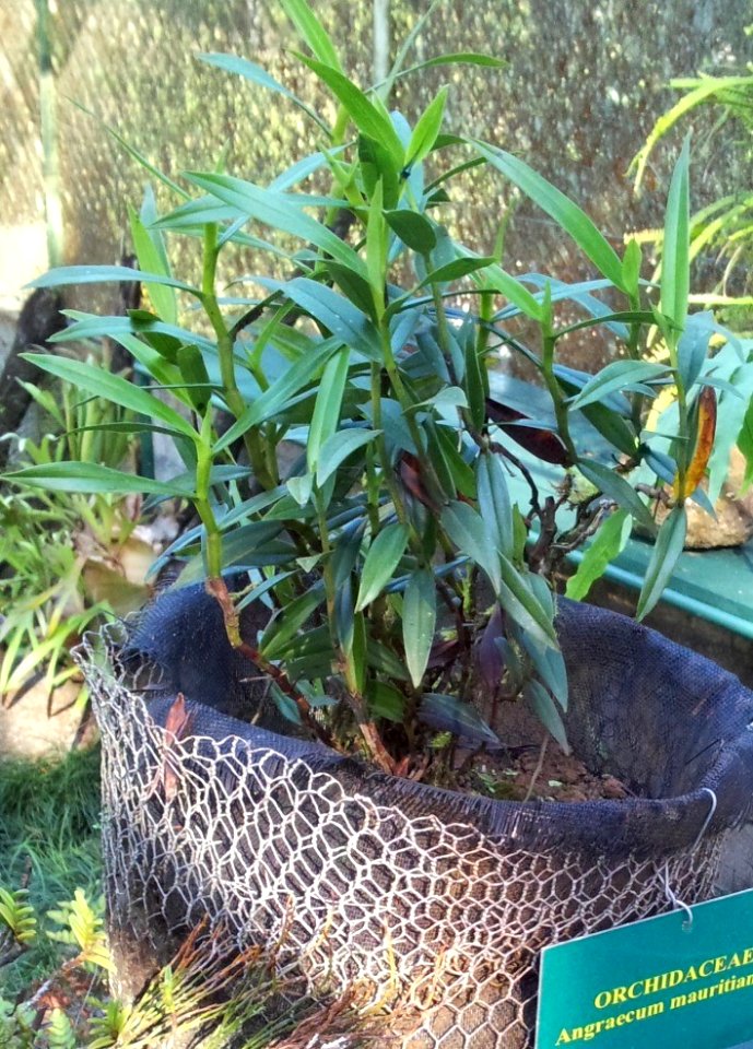 Angraecum mauritianum orchid - Monvert fernery Mauritius 6