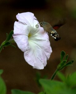 Pollen flight insecta