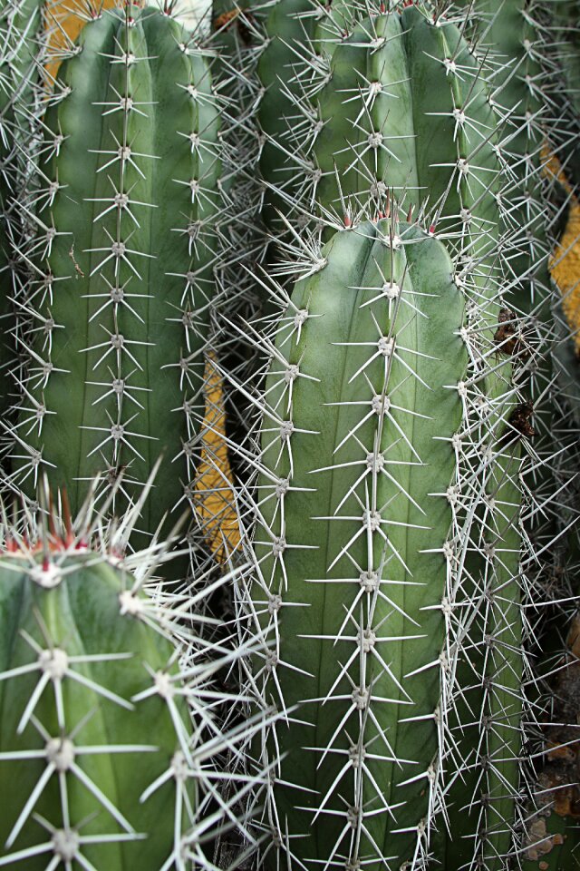 Plant nature green