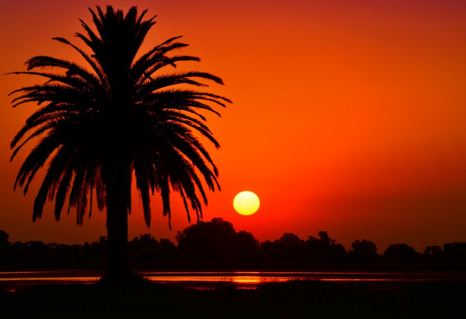 Laguna palm tree silhouette photo