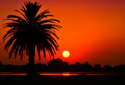 Laguna palm tree silhouette photo