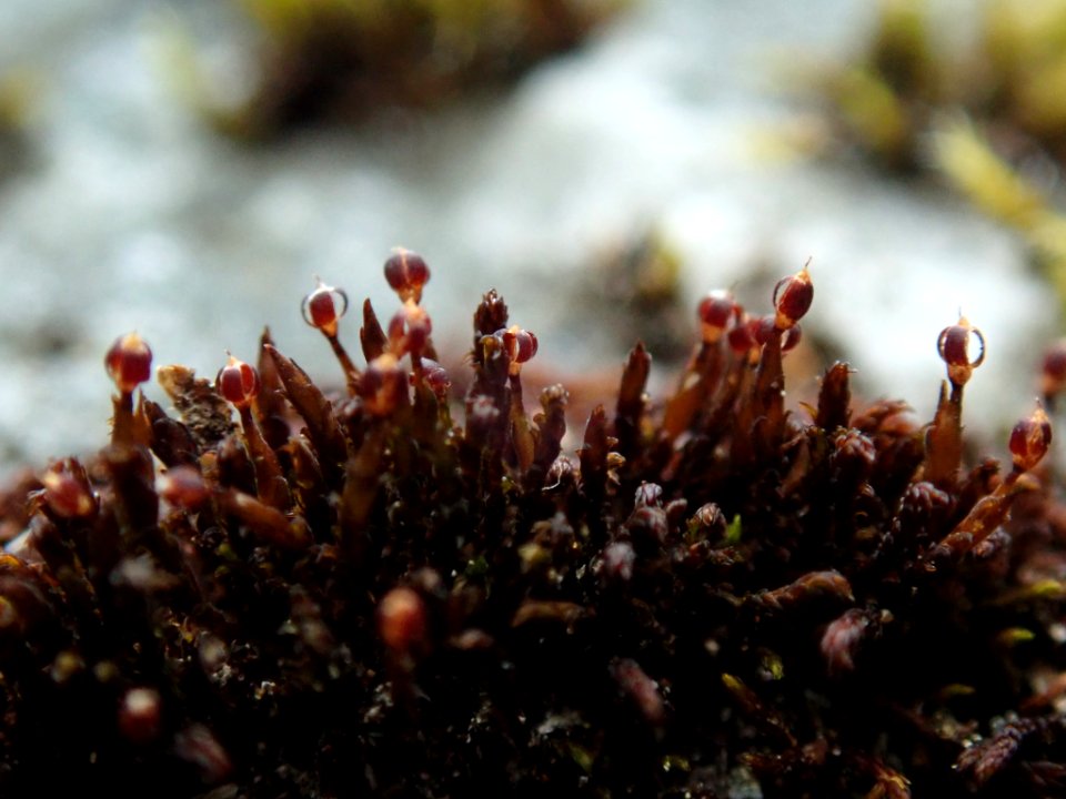 Andreaea rupestris 74417111