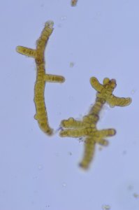 Andreaea rothii 44111031