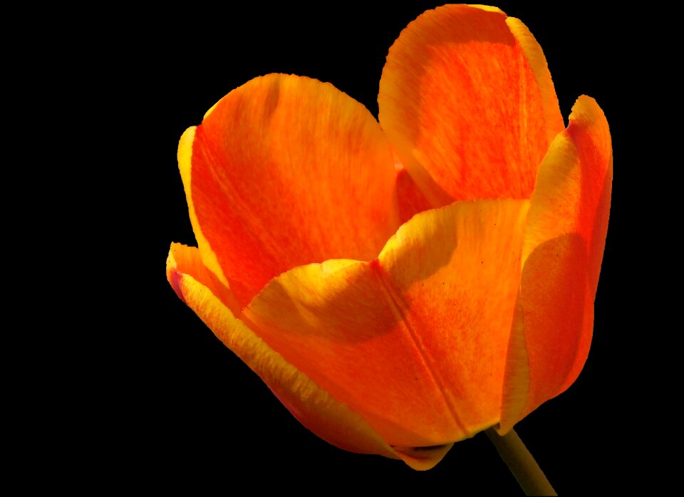 Bloom orange red flamed spring flower