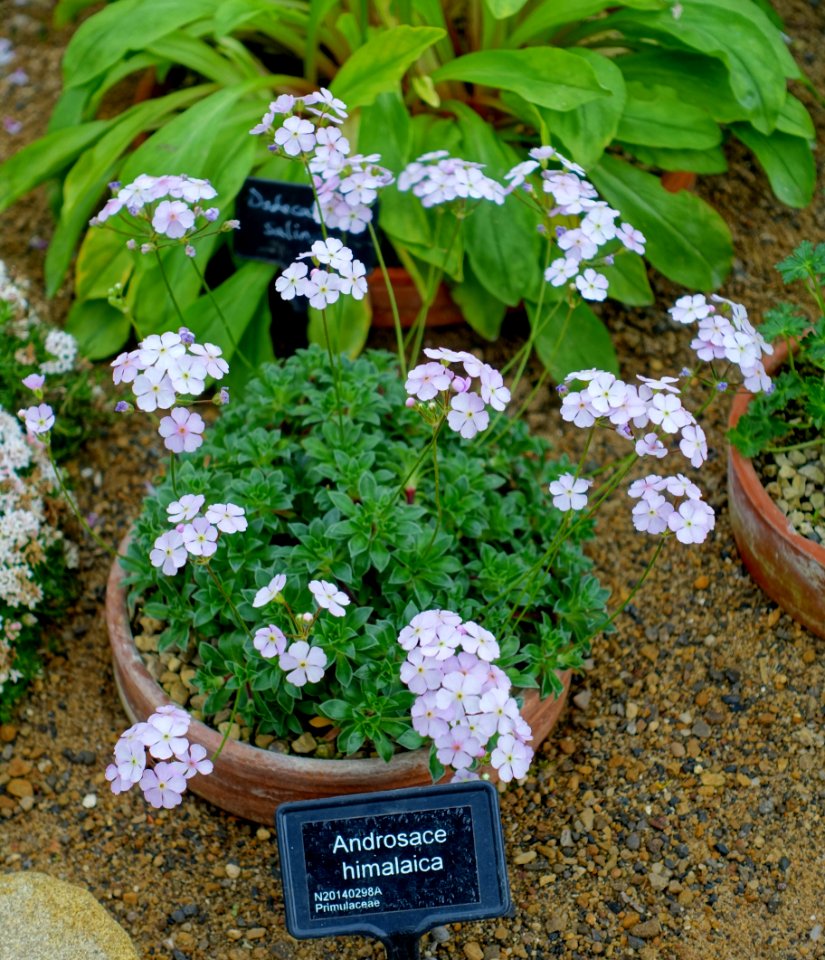 Androsace tibetica (Androsace himalaica) - RHS Garden Harlow Carr - North Yorkshire, England - DSC01535